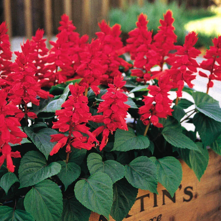 Red Salvia Seeds - Perennial Flower for Hummingbirds & Butterflies - Salvia splendens - 50 Seeds for Garden, Container, Summer Bloom