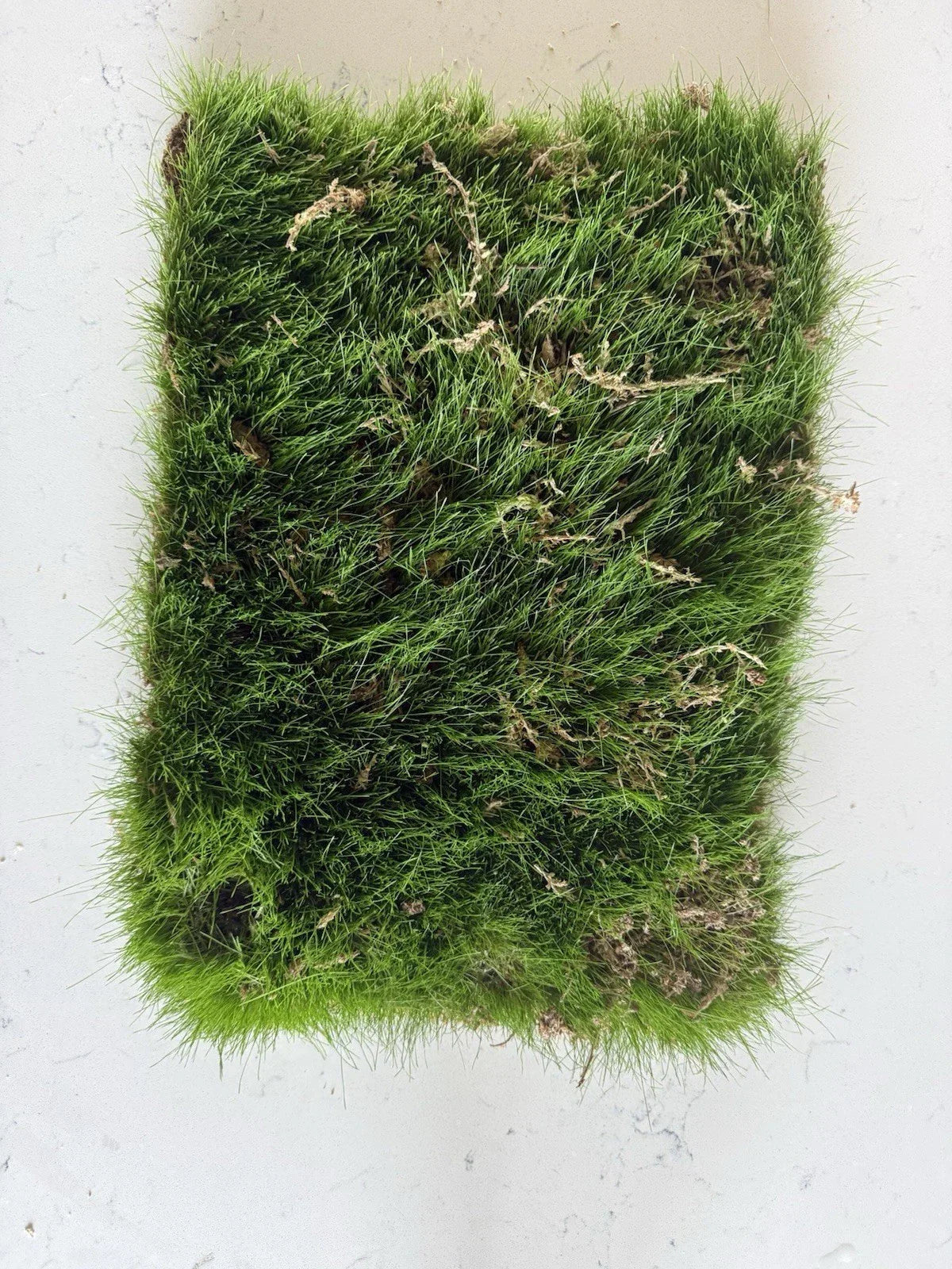Kentucky Blue Grass Sod Strip 1’x18” Poa pratensis Soilless Lawn Patch for Easy Installation and Durable, Lush Lawn