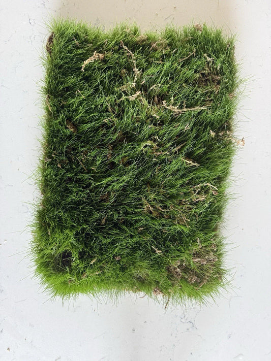 Kentucky Blue Grass Sod Strip 1’x18” Poa pratensis Soilless Lawn Patch for Easy Installation and Durable, Lush Lawn