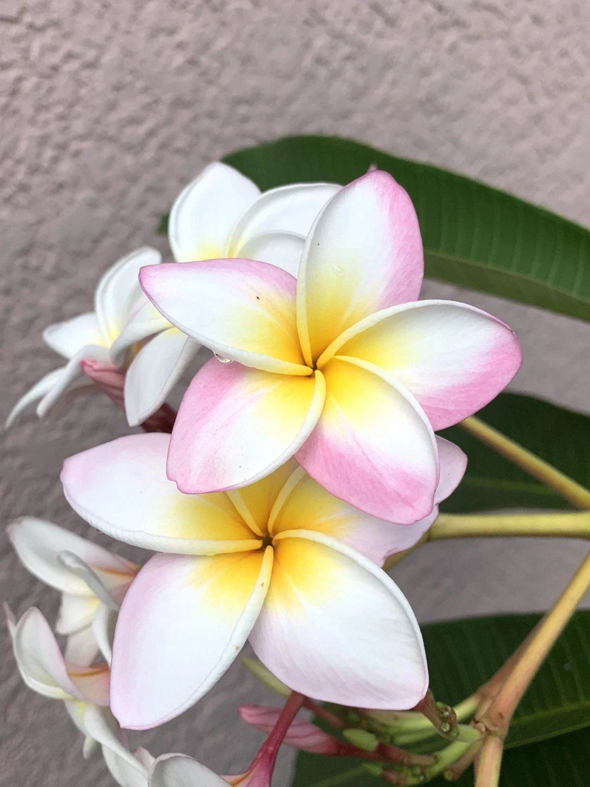Rooted Plumeria Cutting - White with Pink Flowers - Frangipani (Plumeria spp.) - 12+ Inches
