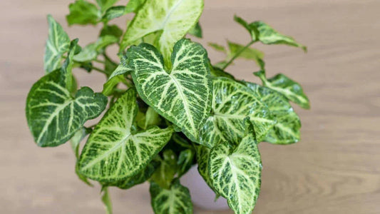 Live Syngonium Podophyllum Arrowhead Plant – Well Rooted Indoor Houseplant, Green Foliage, 3+ Years Old, Low Maintenance, Free Shipping