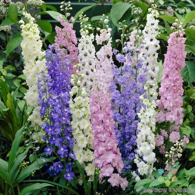 Delphinium Seeds - 200+ Standard Mix Flower Garden Seeds for Planting - Delphinium elatum - Vibrant Colorful Perennial Flowers