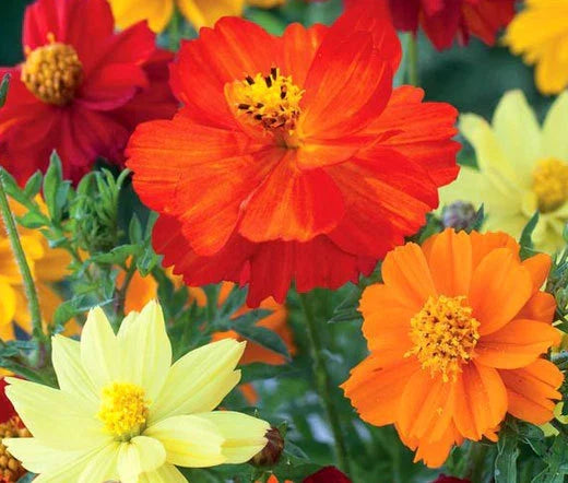 Bulk Cosmos Seeds 2,500 Count – Sulphur Mixed Variety – Cosmos sulphureus Flower Seeds for Garden, Landscape & Pollinator Attracting