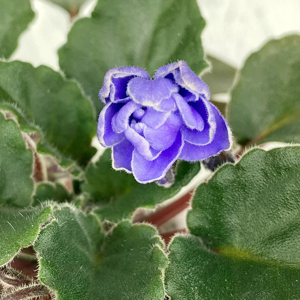 Unrooted Fresh Cut African Violet Leaves - Ness Crinkle Blue Semiminiature Saintpaulia ionantha for Propagation and Collection