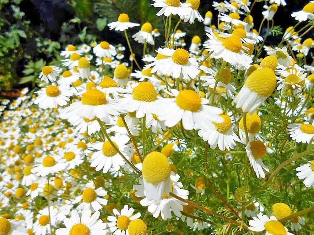 Chamomile Flower Seeds - Organic Common German Matricaria chamomilla for Herbal Tea Garden - Non-GMO, Easy to Grow, Pollinator Attracting