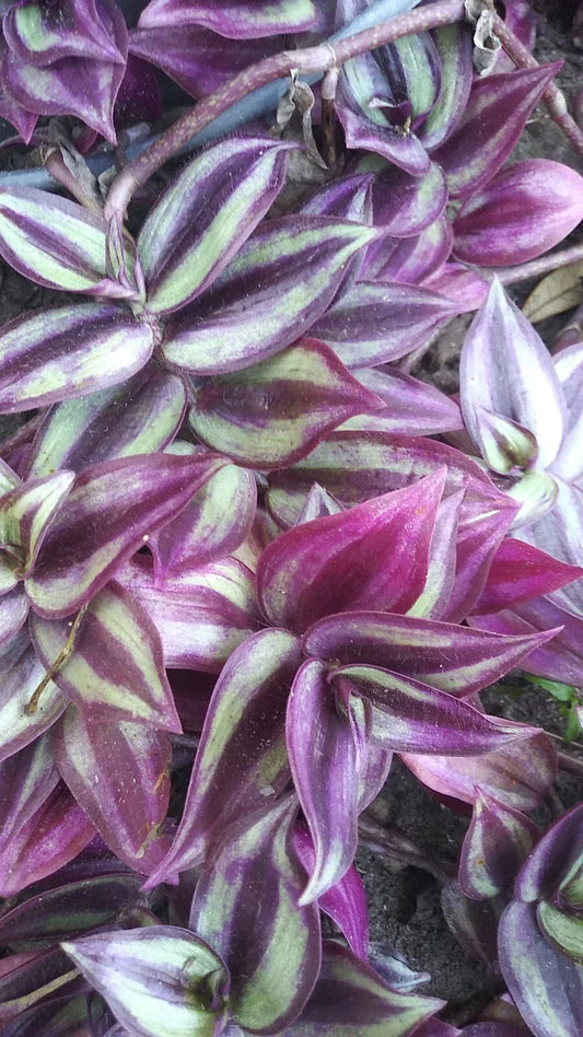 Organic Wandering Jew Cuttings - 6" Pink Purple Green Variegated Tradescantia zebrina Rooted Plant for Indoor Gardening
