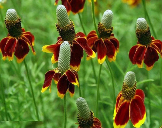 Mexican Hat Seeds 200 Pack - Ratibida columnifera Wildflower, Native Plant Seeds, Pollinator Friendly, Garden, Perennial