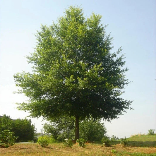 Live Willow Oak Tree 6" Well-Rooted Native Quercus Phellos Hardwood for Landscaping