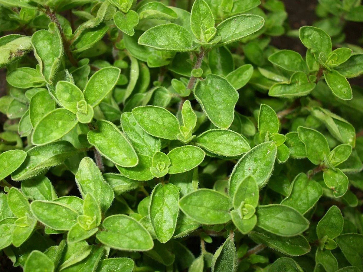 Greek True Oregano Seeds - Non-GMO Herb Seeds for Gardening - Origanum vulgare subsp. hirtum - Culinary & Aromatic Herb