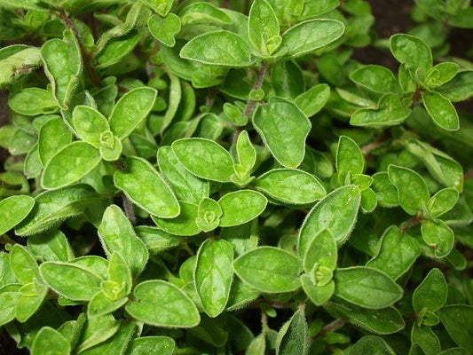Greek True Oregano Seeds - Non-GMO Herb Seeds for Gardening - Origanum vulgare subsp. hirtum - Culinary & Aromatic Herb