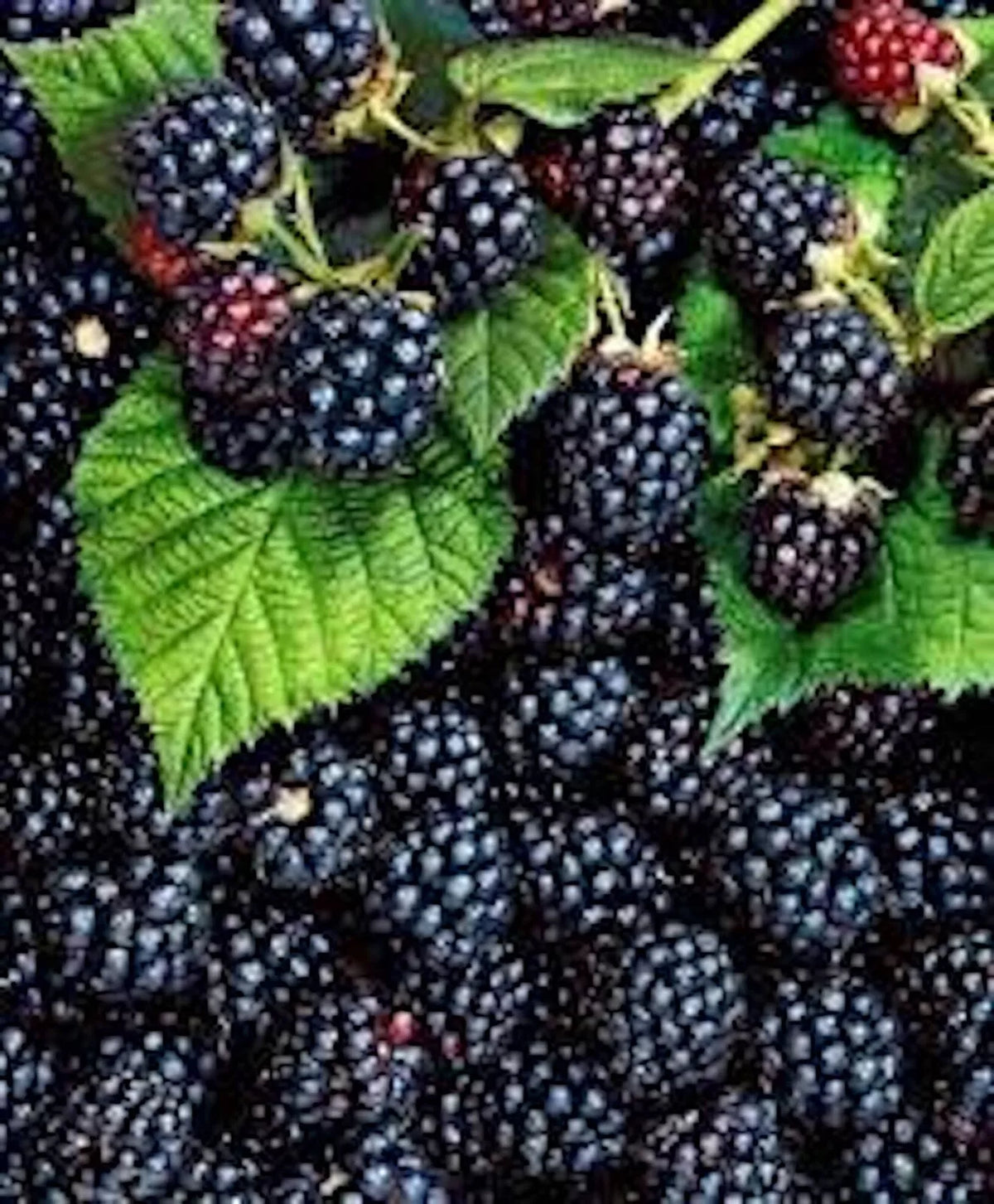 Triple Crown Blackberry Plant - 5 Pack - Thornless Edible Fruit - Rubus fruticosus - Perfect for Home Gardens or Containers