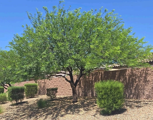 Hybrid Mesquite Tree Pods - 9 Fresh Neltuma x Seeds for Drought-Resistant Landscaping and Restoration