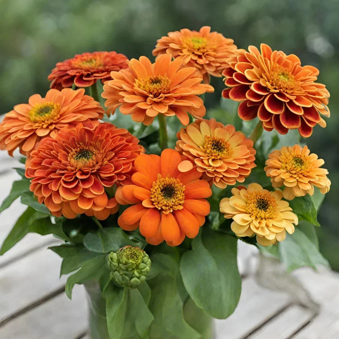 Queeny Pure Orange Zinnia Seeds - 100+ Pack, Zinnia elegans, Bright Orange Flowers, Summer Bloom, Garden Planting, USA