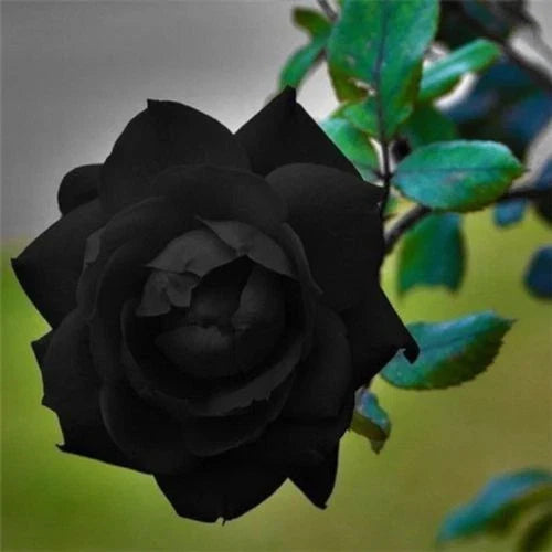 Black Rose Seeds - Perennial Flower Seeds for Bush Shrubs - Dark Black Bloom - Rosa spp.