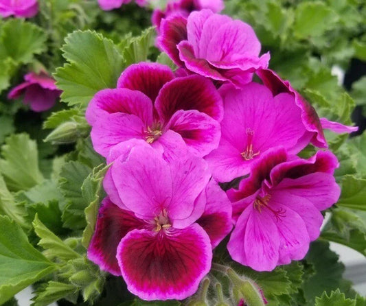 Martha Washington Geranium Cuttings - 6 Fresh Pelargonium Planting Clippings for Garden, Bright Blooms, Lush Foliage