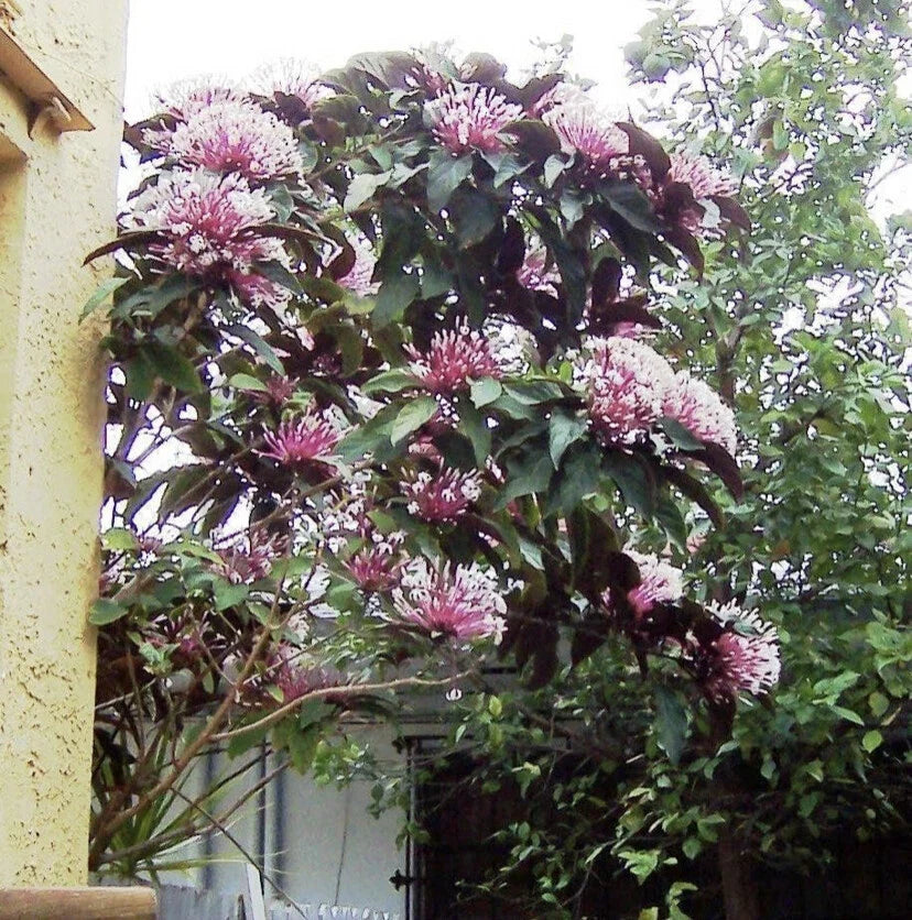 Shooting Star Starter Plant in Pot – Clerodendrum quadriloculare Starburst – Tropical Houseplant with Star-Shaped Blooms and Lush Green Foliage
