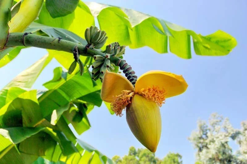 Basjoo Banana Plant – Live Rooted Musa basjoo Cold Hardy Tropical Banana for Garden, Landscape, Privacy Screen