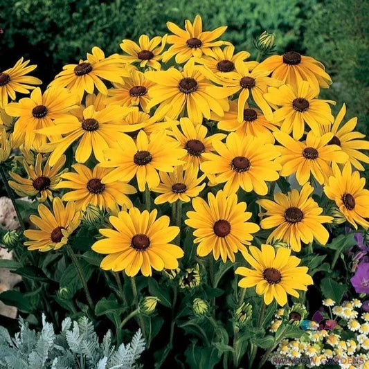 Indian Summer Rudbeckia Seeds - 200+ Pack, Black-Eyed Susan, Rudbeckia hirta, Perennial, Bright Yellow Blooms, Attracts Pollinators