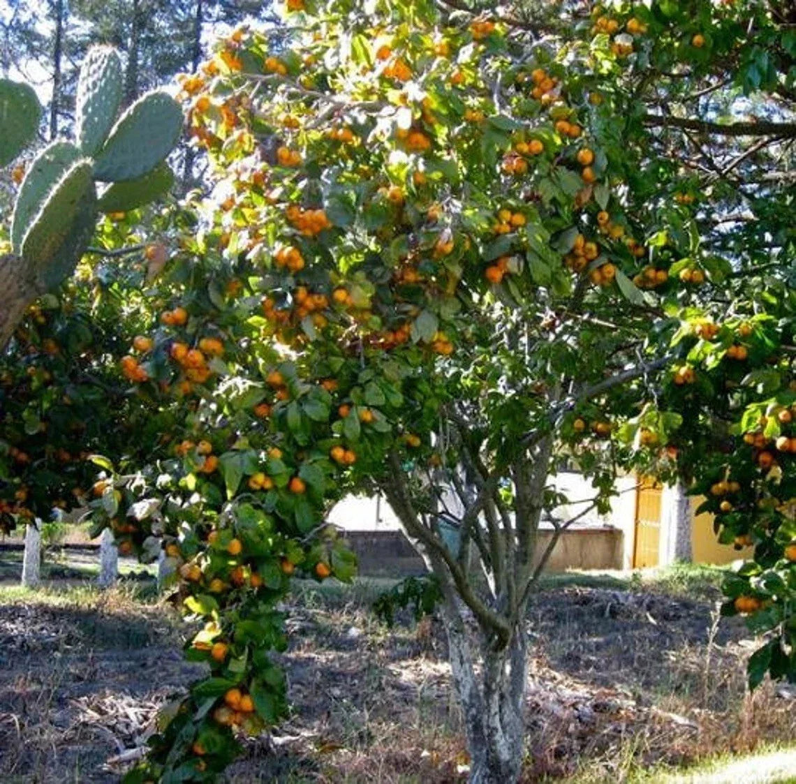 Tejocote Manzanita Hawthorn Seeds – 5+ Berry Tree, Crataegus mexicana, Small Apple-Like Berries, Drought-Tolerant, Ornamental & Wildlife Attracting