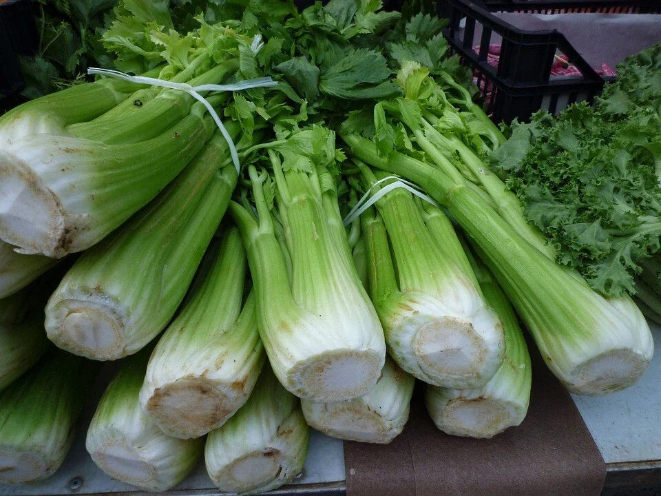Celery Seeds - 2500 Count Tall Utah Variety Apium graveolens Non-GMO Vegetable Seeds for Gardening