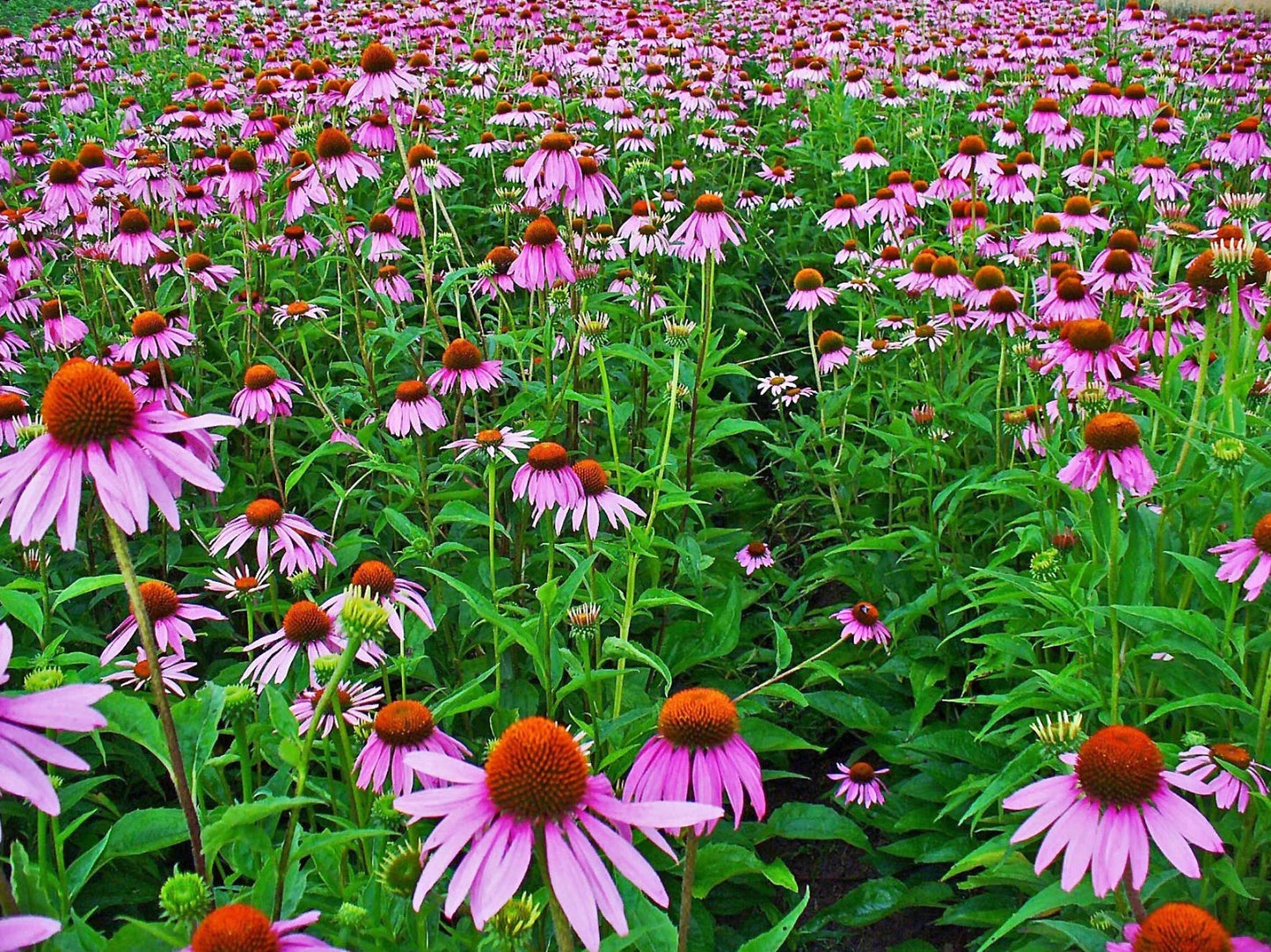 Echinacea Seeds - 100+ Purple Coneflower (Echinacea purpurea) Perennial Flower Seeds for Garden, Attracts Pollinators