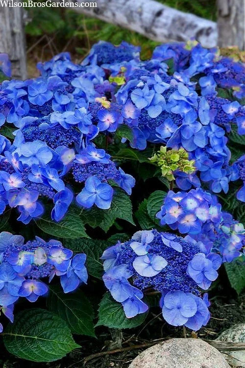 Pop Star Hydrangea 6-Pack Rooted Cuttings - Hydrangea macrophylla, Vibrant Blooms, Easy Care, Garden Plants