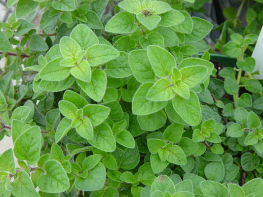 Italian Oregano Herb Seeds - 1000+ Non-GMO Seeds for Culinary Use, Origanum vulgare subsp. hirtum, Aromatic, Easy to Grow