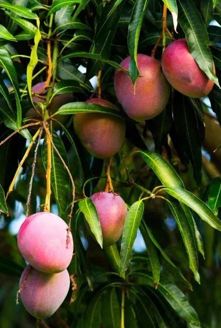 Dwarf Mango Tree Live Plant 10-14 in Sweet Variety Mangifera indica Small Garden Container Plant