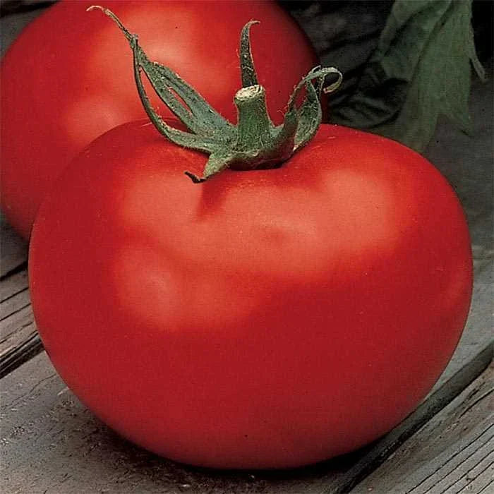 Better Boy Tomato Seeds VFN F1 Hybrid Non-GMO – Heirloom Vegetable Garden Seeds for Juicy, Large Tomatoes, Disease-Resistant Solanum lycopersicum