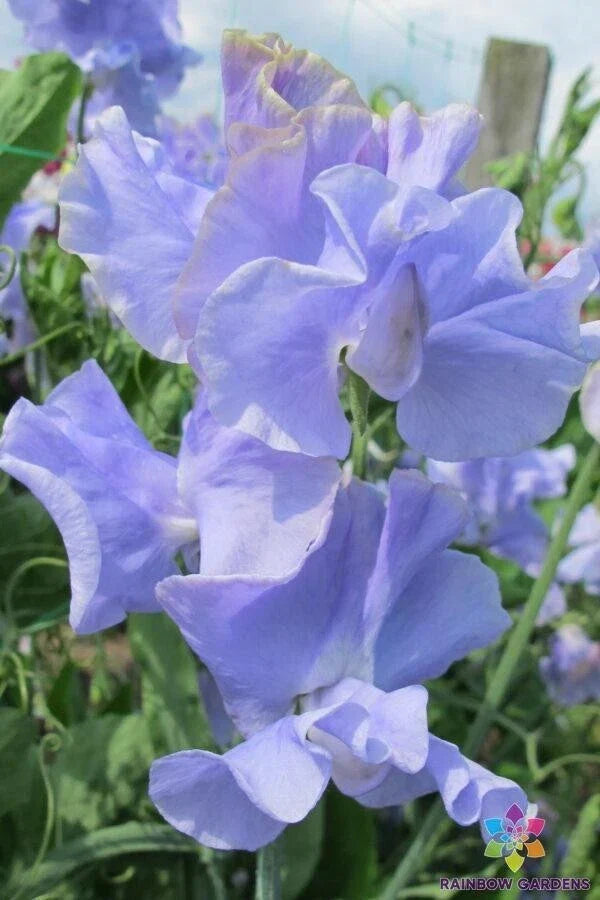 Sweet Pea Seeds Pack 50+ Lathyrus odoratus Climbing Vine Fragrant Annual for Garden Planting