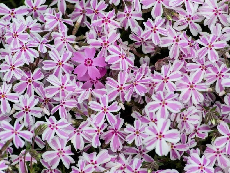 Candy Stripe Phlox Seeds Pack | Vibrant Striped Blooms | Phlox drummondii | Garden Flowers for Borders & Containers