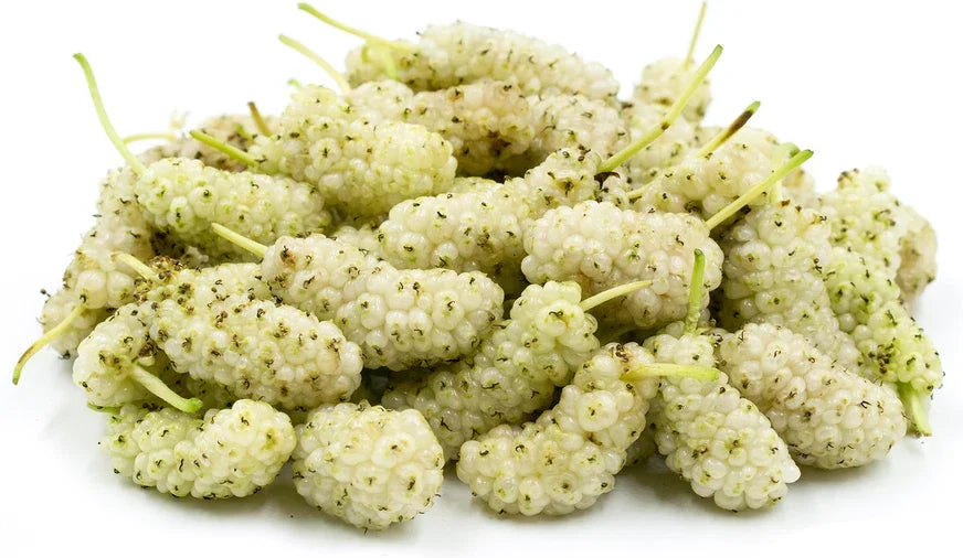White Mulberry Cuttings 6-8" Organic Cold Hardy Morus alba Trees, Fruit Variety, 15 Pack