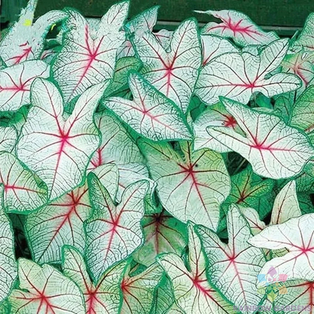 Coleus Seeds 25+ Pack - Green White Red Varieties - Plectranthus scutellarioides Annual for Garden, Containers, Borders