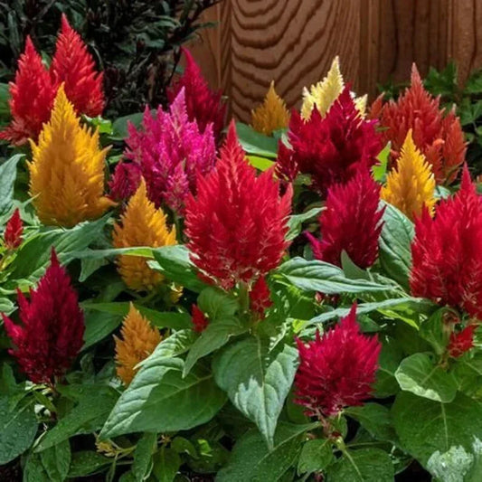 Kimono Celosia Seeds - Organic Mix, 200 Non-GMO Annual Flower for Borders, Containers, Pollinator Attractant, Celosia argentea