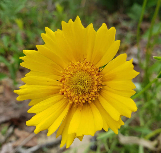 Lance Leaf Coreopsis Seeds 25 Pack | Coreopsis lanceolata Florida Native Wildflower for Pollinators & Drought Tolerance