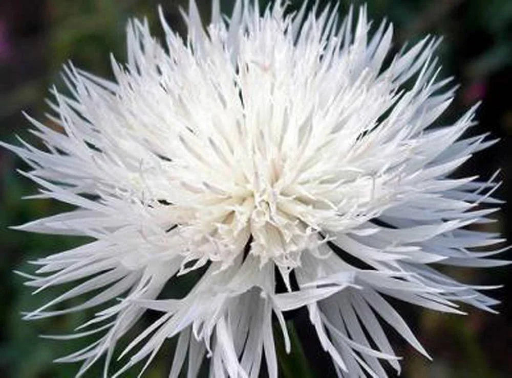Bachelor Button Seeds 50 Count Tall White Variety, Bright Blooms, Centaurea cyanus, Annual Flower for Garden, Borders & Cut Flowers