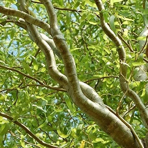 Corkscrew Willow Tree Cuttings 2 Pack - Curly Branches & Leaves - Salix babylonica 'Tortuosa' - Unique Garden Features