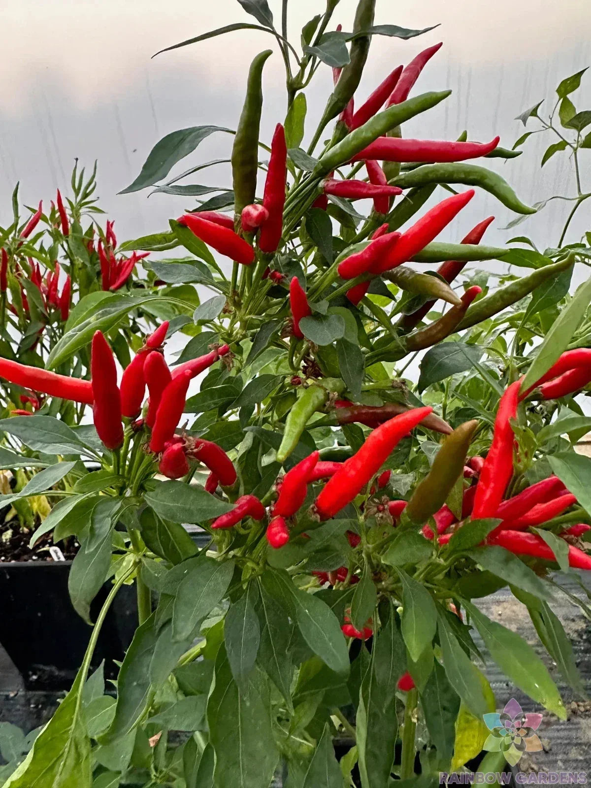 Thai Dragon Hot Pepper Seeds - 25+ Organic Capsicum annuum - USA Grown, Non-GMO for Home Garden Planting
