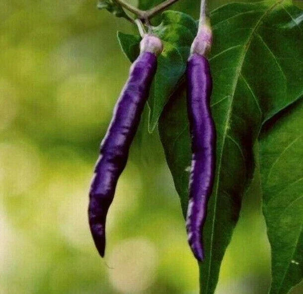 Purple Cayenne Pepper Seeds – Non-GMO Capsicum annuum for Spicy Salsas and Hot Peppers, 30+ Seeds