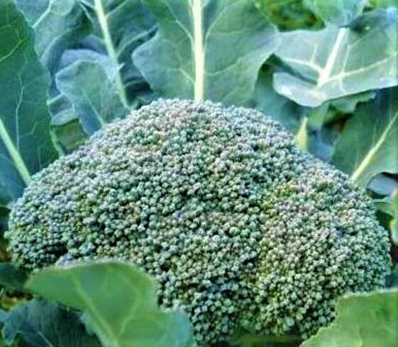 Broccoli Seeds Pack 300+ Non-GMO De Cicco Variety Brassica oleracea Vegetable for Home Gardening
