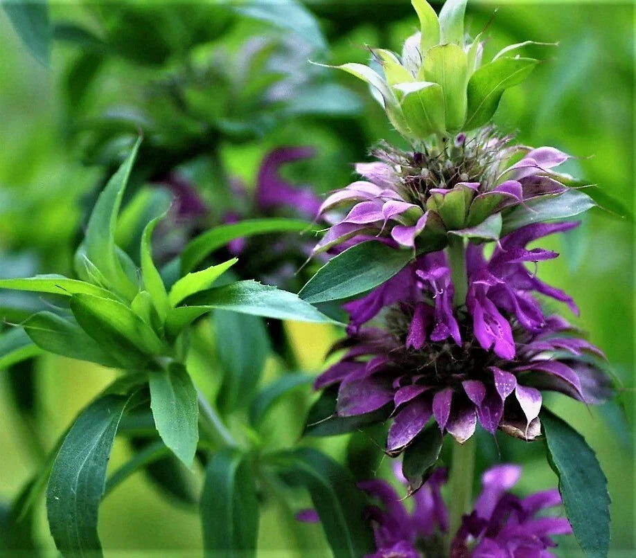 Purple Lemon Mint Bee Balm Seeds - Organic Monarda citriodora Herb Seeds for Pollinator Gardens and Culinary Use