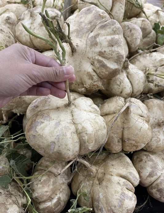 Jicama Seeds for Planting - 200+ Non-GMO Pachyrhizus erosus Seeds for Home Garden, Container, Raised Bed Cultivation
