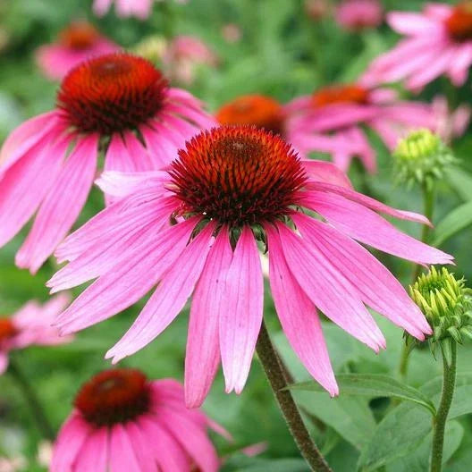 Purple Coneflower Seeds - Echinacea purpurea - Non-GMO Pollinator Perennial for Garden & Cut Flowers - 200 Seeds