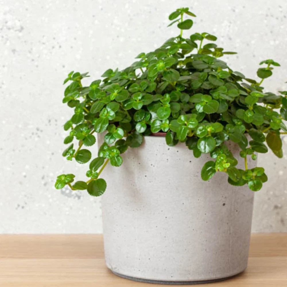 Pilea Baby Tears Live Rooted Starter House Plants - Easy Care - Pilea glauca - Buy 2 Get 1 Free
