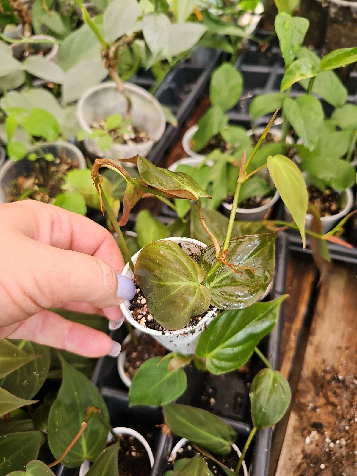 Philodendron Micans Live Plant in 2 Inch Pot – Trailing Tropical Greenery, Fully Rooted Houseplant, Velvety Foliage, Indoor Garden Plant