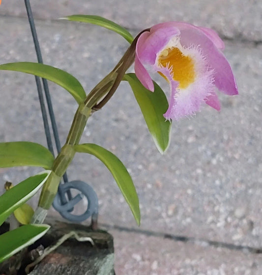 Live Rooted Orchid Plant - Variegated Dendrobium Loddigesii with Fragrant Flowers - Home Decor, Easy Care, Indoor Plant