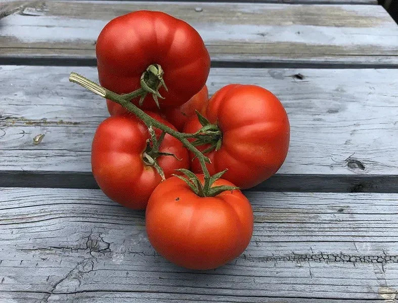 Sub Arctic Plenty Tomato Seeds – Organic Heirloom, Non-GMO, Fast-Growing, 120+ Seeds for Home Gardening, Short Season, Disease-Resistant