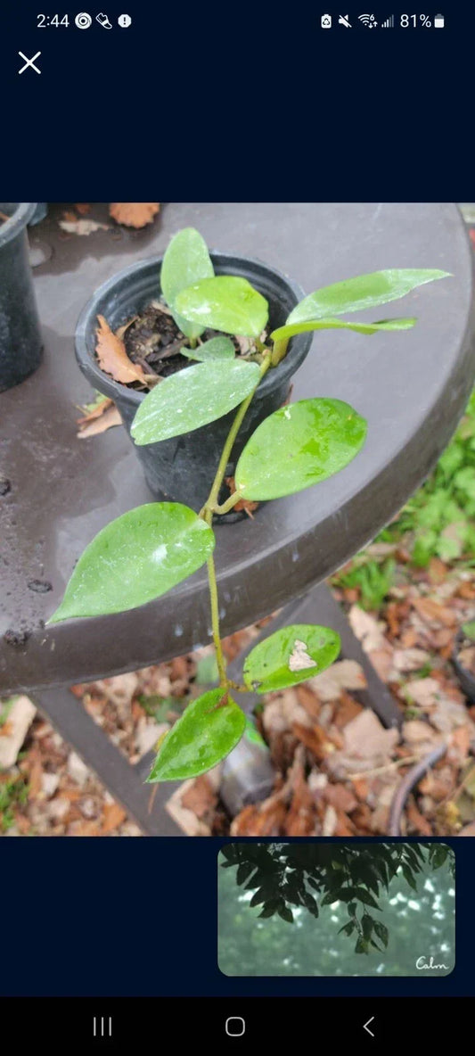 Hoya Carnosa Plant - 4" Pot - Pink Fragrant Flowers & Splashed Leaves - Rare Indoor Vining Plant