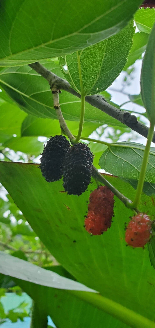 Mulberry Fruit Tree Rooted Cutting Fruiting Variety Morus spp. for Home Garden or Orchard