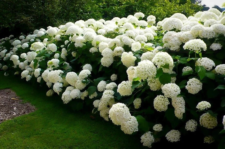 Hydrangea Cuttings 4 Rooted Anabelle Incredible Hydrangea (Hydrangea arborescens) First Year Plants